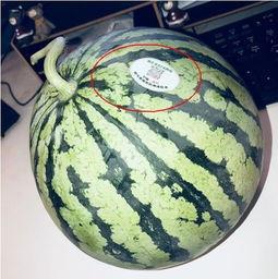 温岭网红吃瓜,揭秘网络红人的真实一面